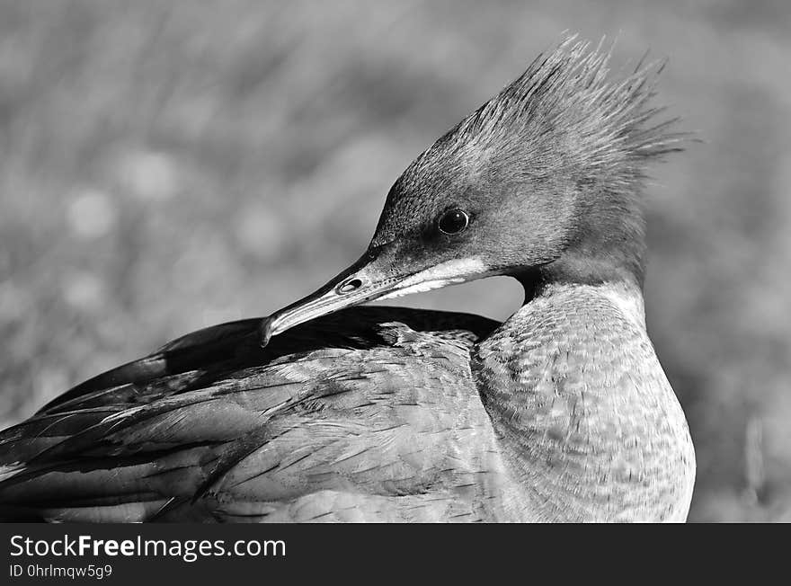 Bird, Black And White, Beak, Fauna