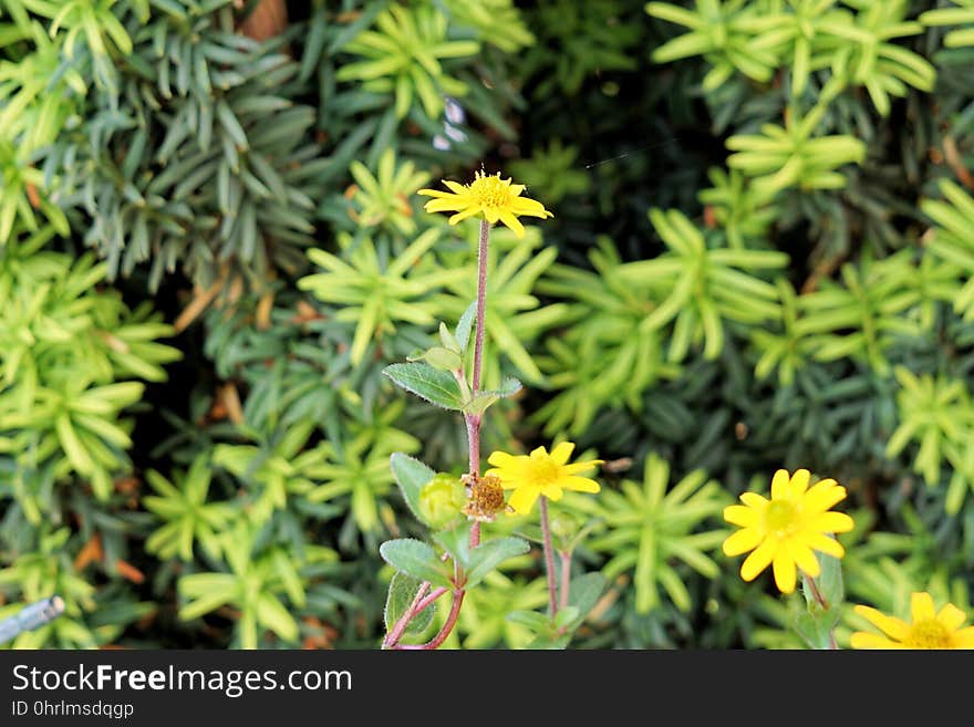 Plant, Flower, Flora, Flowering Plant