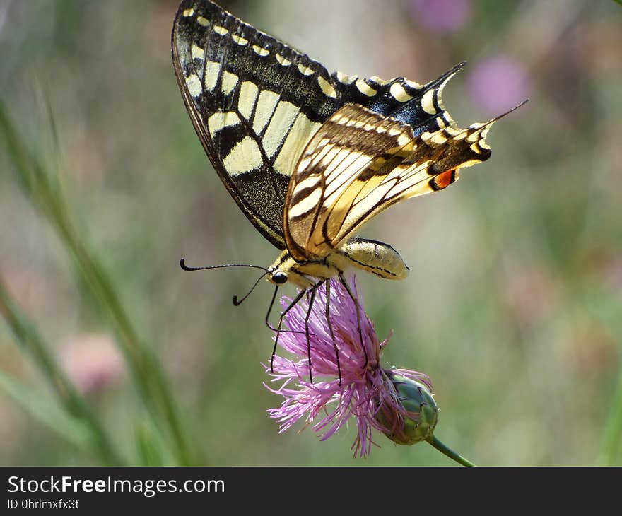 Butterfly, Insect, Moths And Butterflies, Brush Footed Butterfly