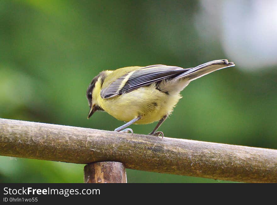 Bird, Fauna, Beak, Wildlife