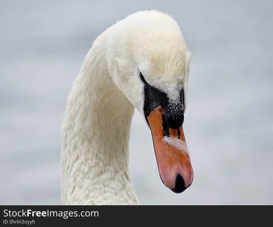 Beak, Swan, Bird, Water Bird