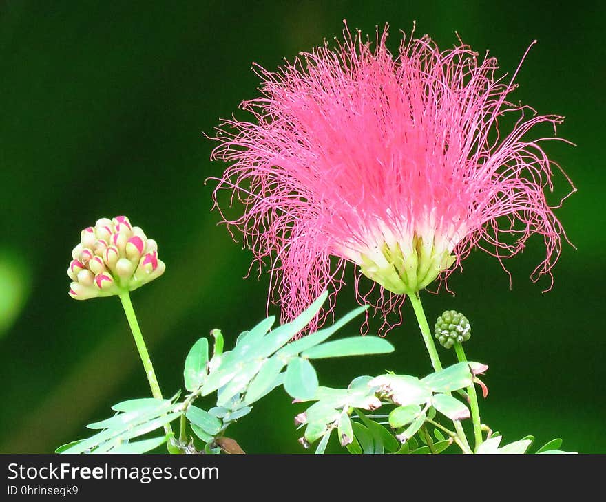 Flower, Plant, Flora, Annual Plant