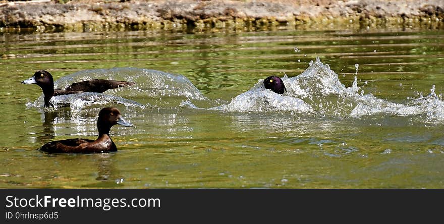 Duck, Water, Water Bird, Fauna