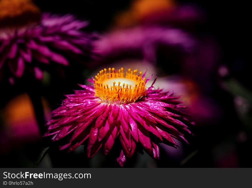 Flower, Pink, Nectar, Flora