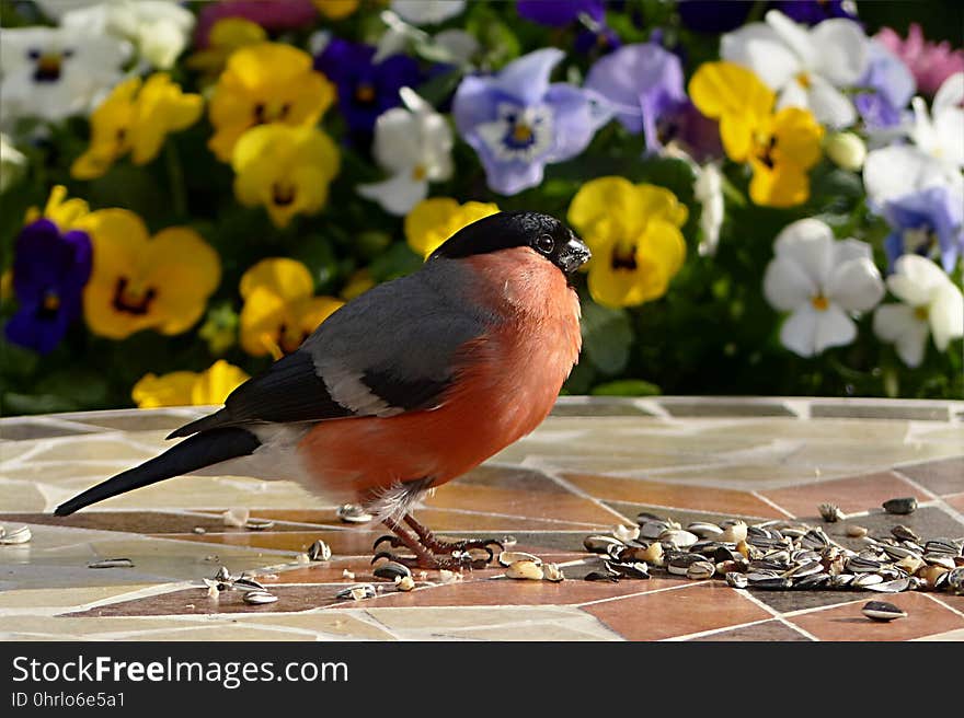 Bird, Beak, Finch, Feather