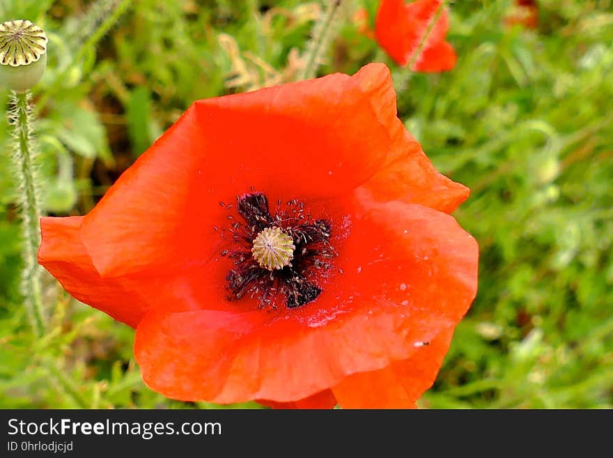 Flower, Wildflower, Poppy, Vegetation