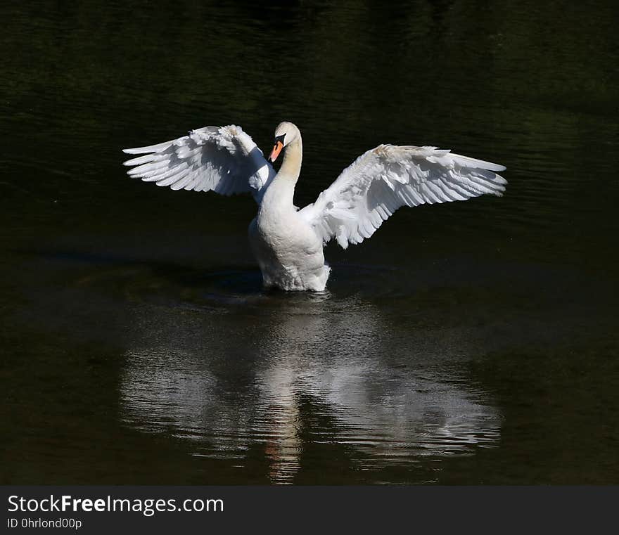 Bird, Swan, Water Bird, Ducks Geese And Swans