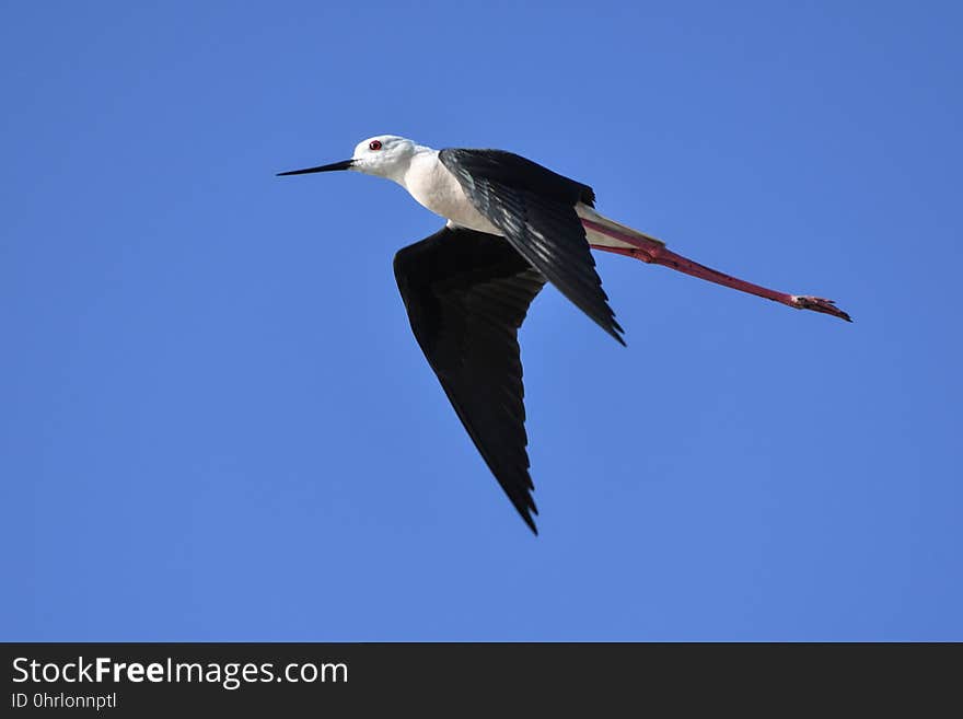 Bird, Shorebird, Sky, Beak