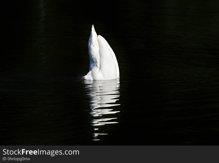 Water, Water Bird, Bird, Vertebrate