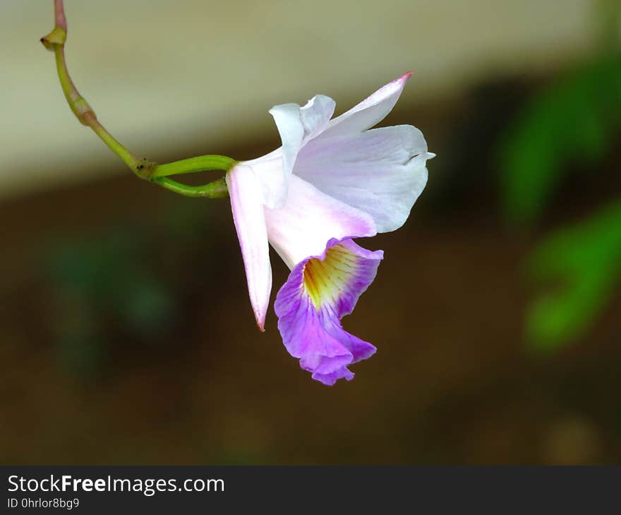 Flower, Plant, Flora, Flowering Plant