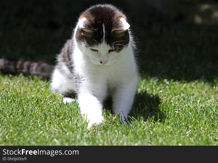 Cat, Mammal, Small To Medium Sized Cats, Whiskers