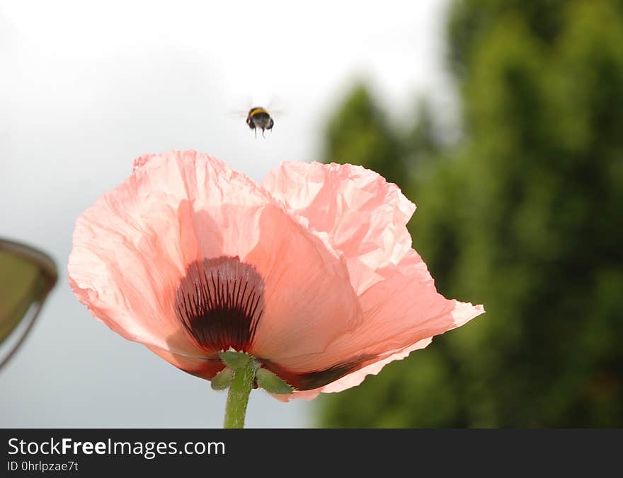 Flower, Pink, Petal, Poppy