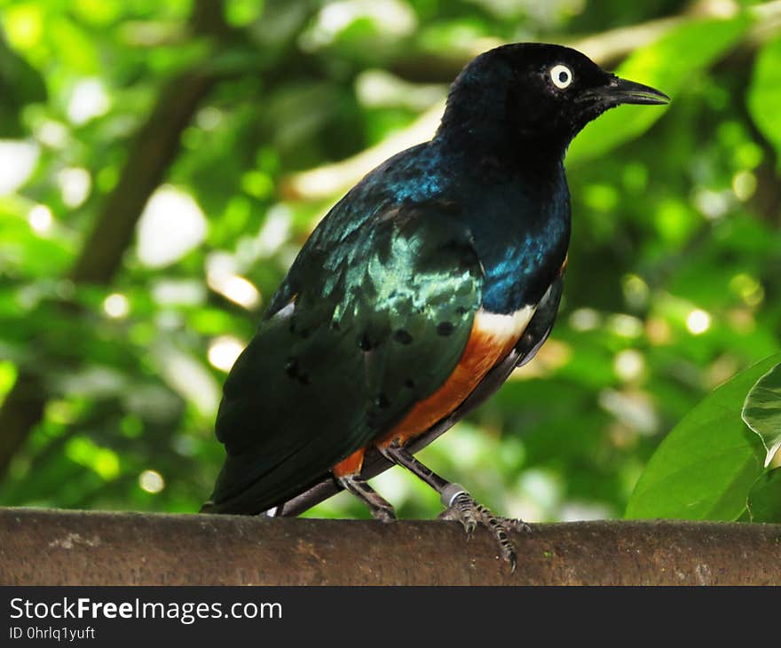 Bird, Fauna, Beak, Blackbird