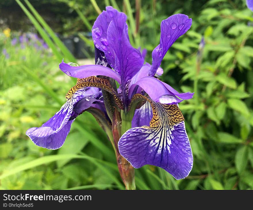 Flower, Plant, Iris Versicolor, Flowering Plant