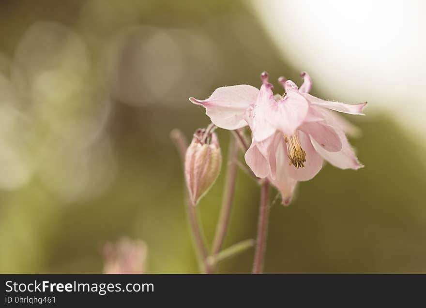 Flower, Pink, Flora, Plant