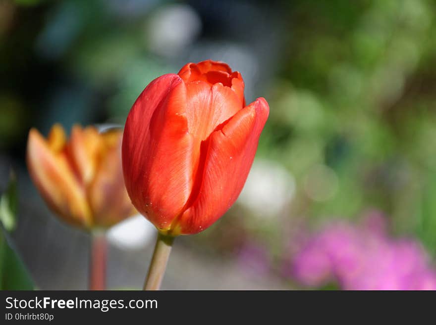 Flower, Tulip, Plant, Flowering Plant