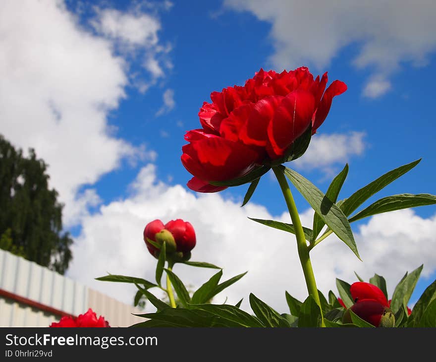 Flower, Red, Sky, Plant