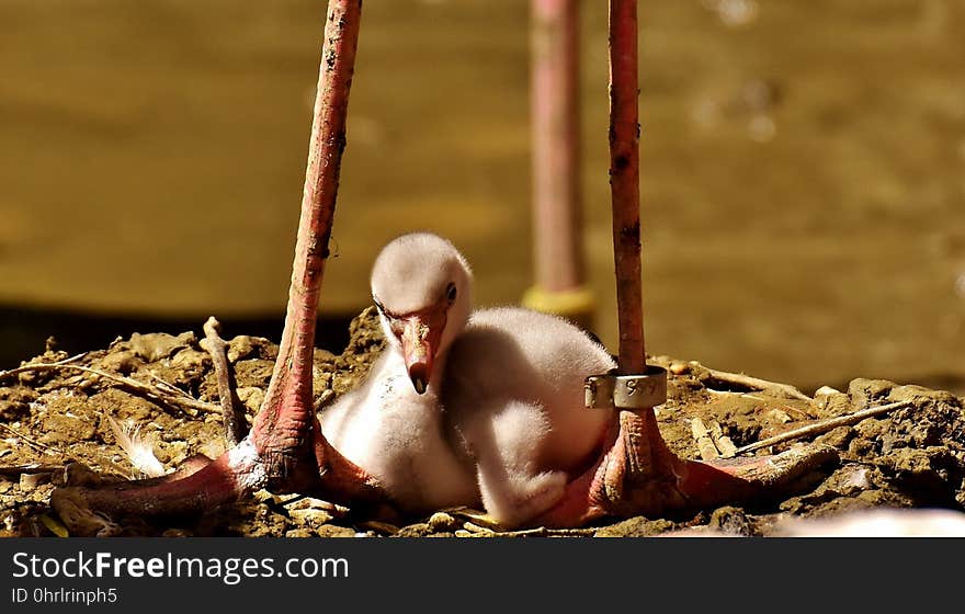 Flamingos, Chicks, Cute, Birds