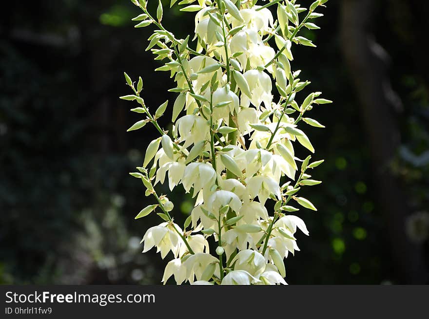 Plant, Flora, Flower, Dendrobium