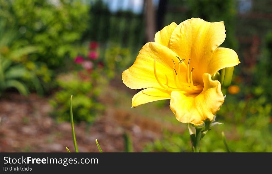 Flower, Yellow, Flora, Plant