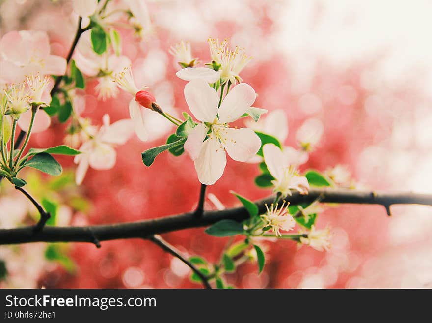 Blossom, Pink, Flower, Branch