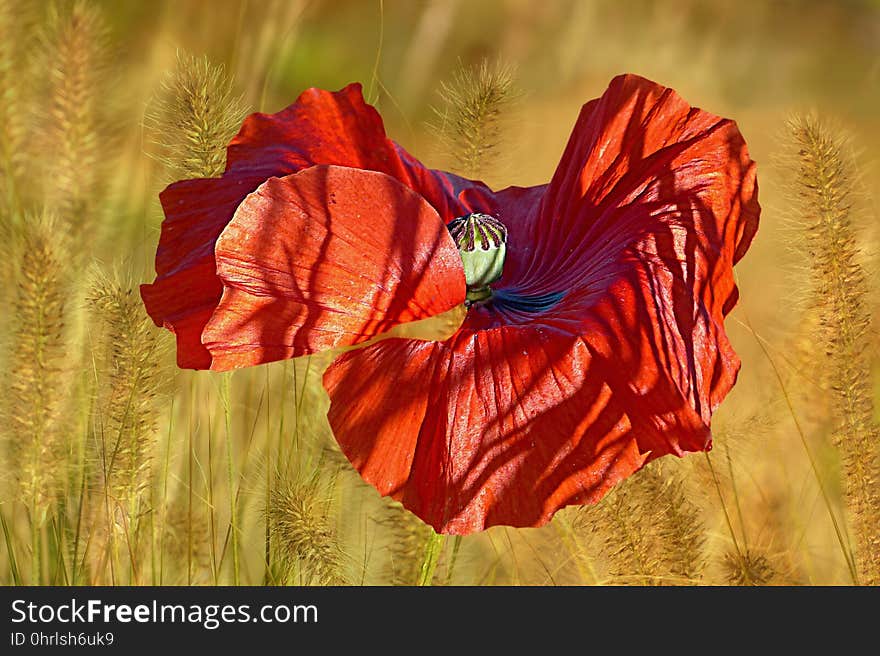 Flower, Red, Wildflower, Poppy