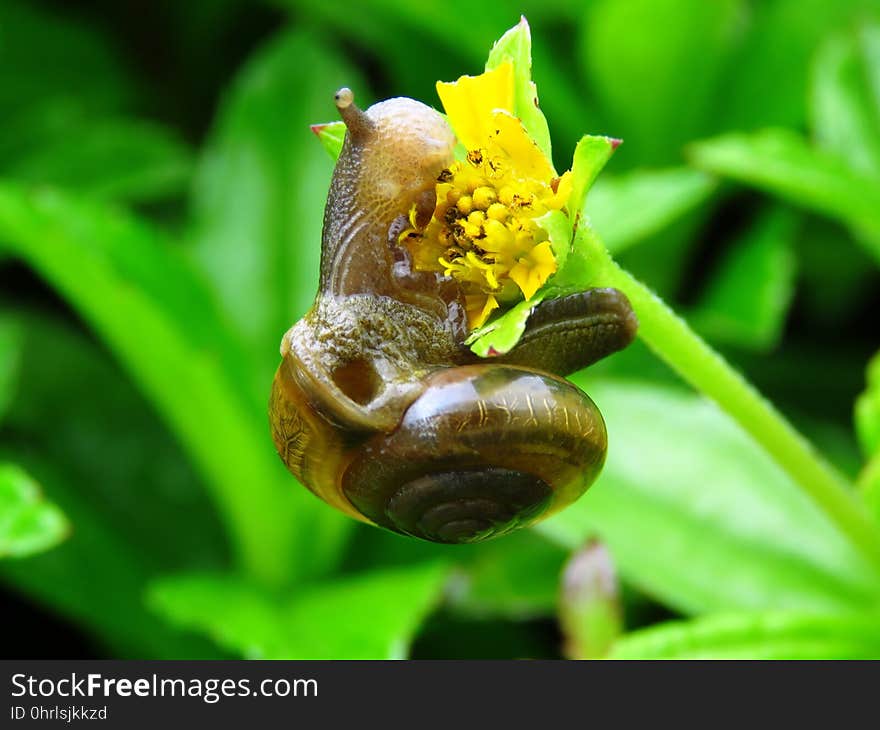 Flora, Invertebrate, Macro Photography, Snails And Slugs