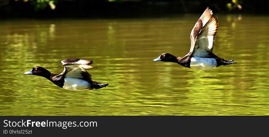 Bird, Duck, Water Bird, Water