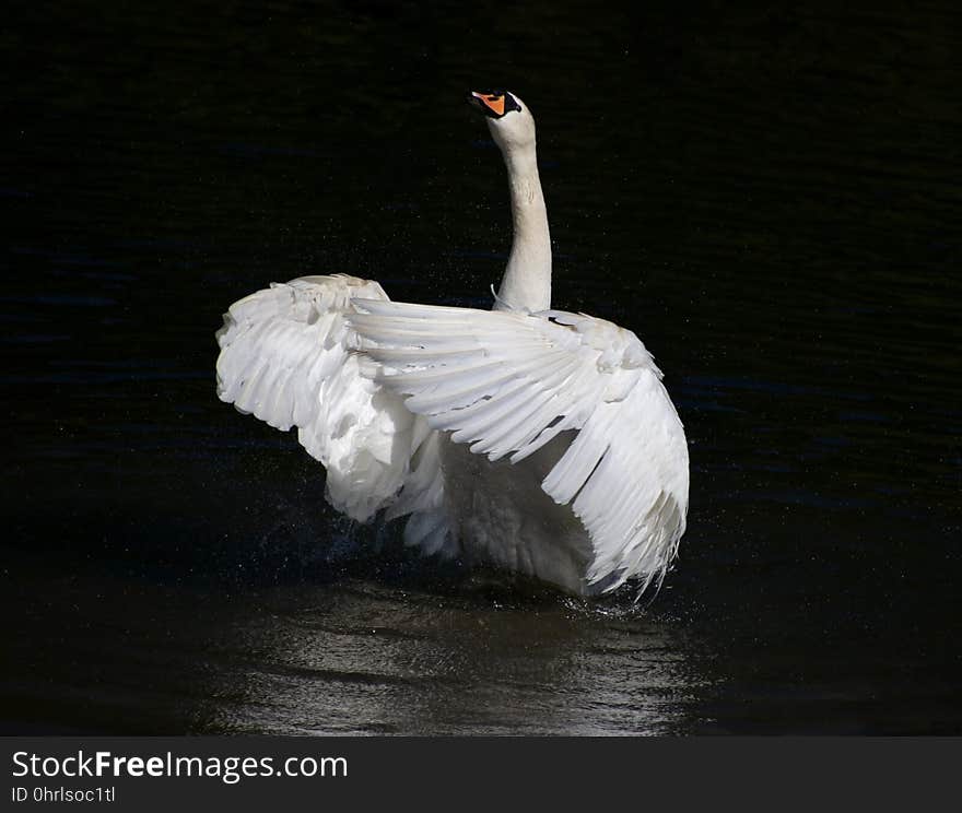 Bird, Water Bird, Swan, Beak