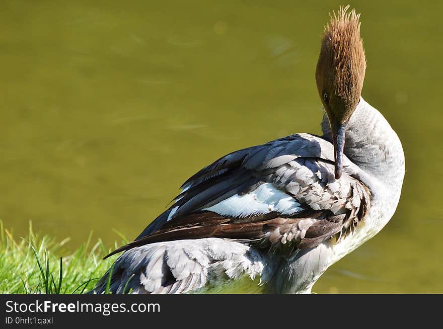 Bird, Beak, Fauna, Water Bird