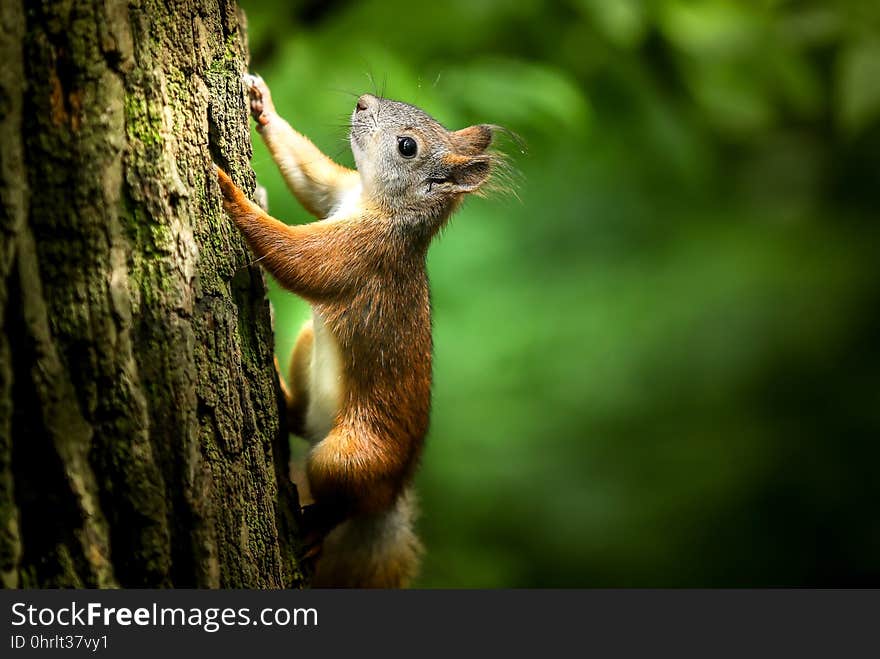 Squirrel, Fauna, Mammal, Wildlife