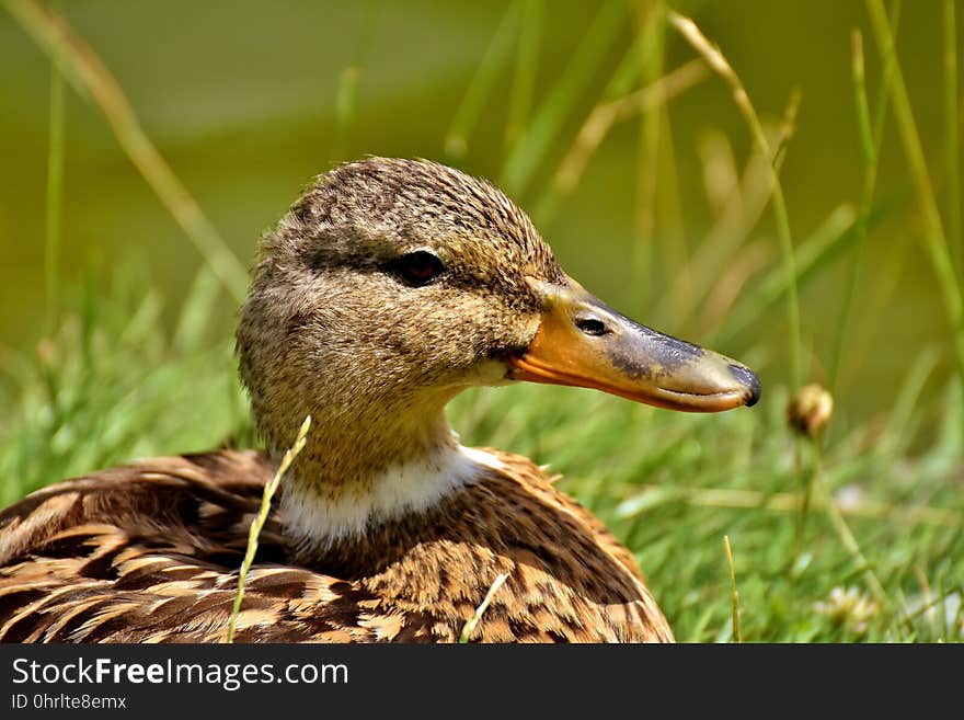 Bird, Duck, Beak, Mallard