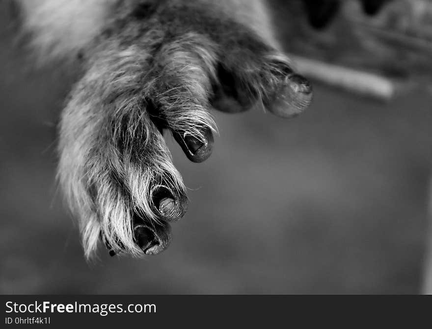 Black And White, Monochrome Photography, Nose, Snout