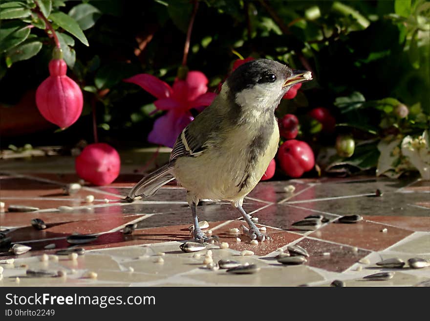 Bird, Fauna, Beak, Nightingale