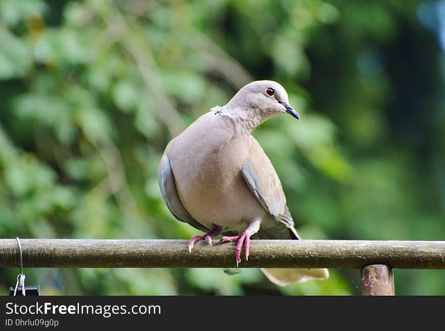 Bird, Fauna, Beak, Pigeons And Doves