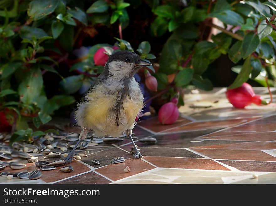 Bird, Fauna, Beak, Old World Flycatcher