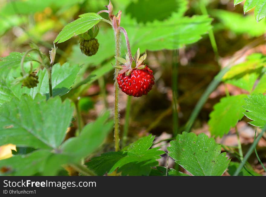 Strawberries, Strawberry, Plant, Vegetation