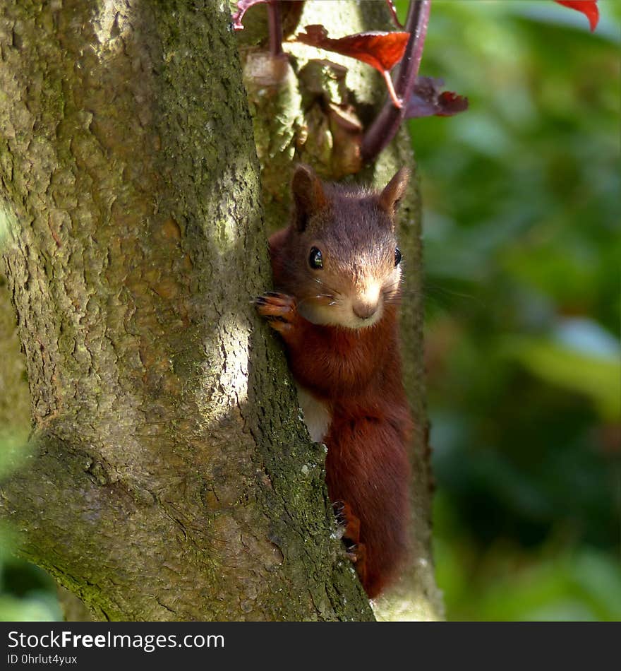 Squirrel, Fauna, Mammal, Fox Squirrel