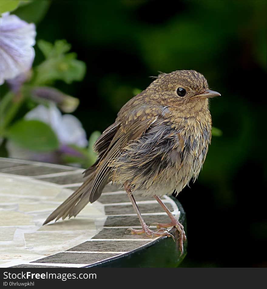 Bird, Fauna, Beak, Old World Flycatcher