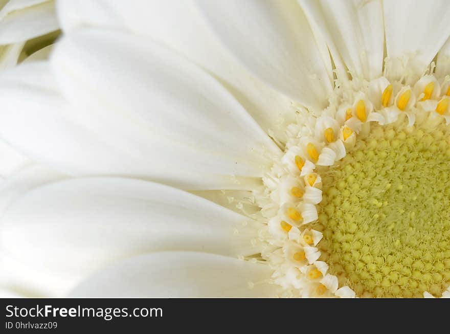 Flower, White, Yellow, Close Up