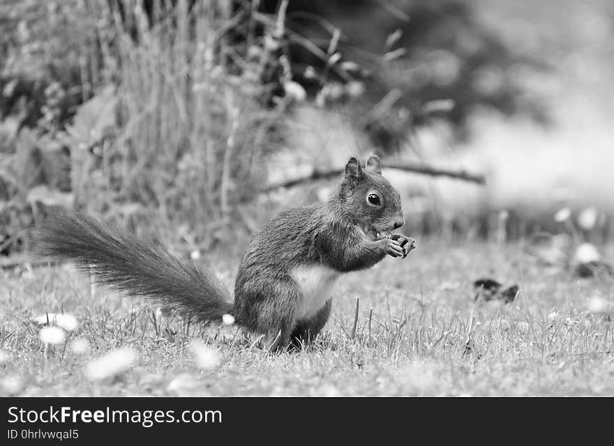 Squirrel, Black And White, Fauna, Mammal