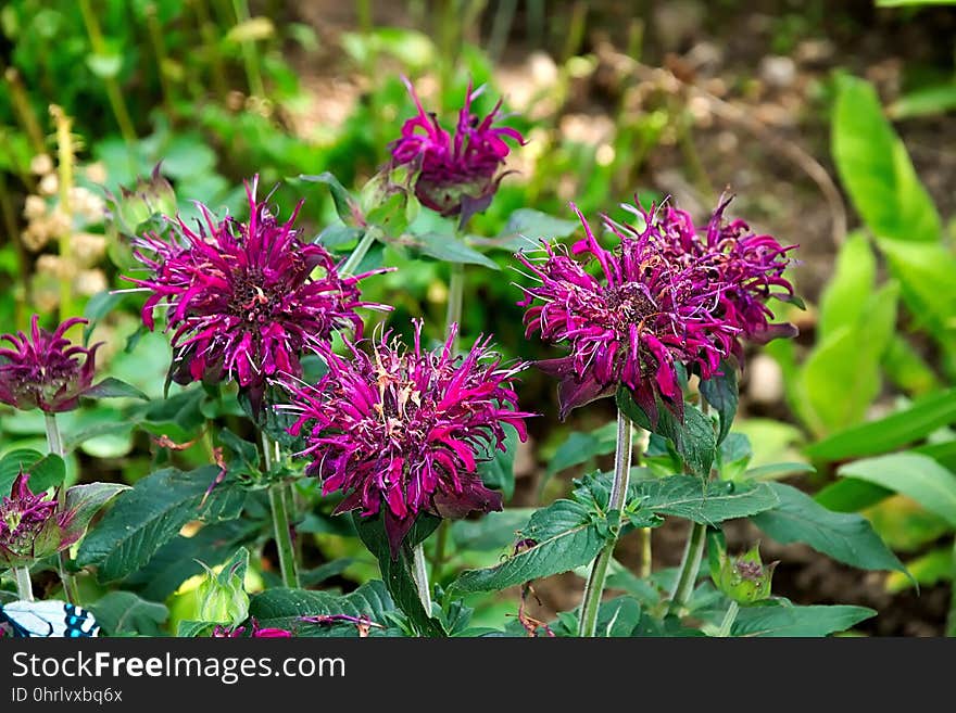 Plant, Flower, Scarlet Beebalm, Flora