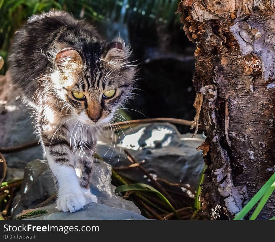 Cat, Fauna, Small To Medium Sized Cats, Whiskers