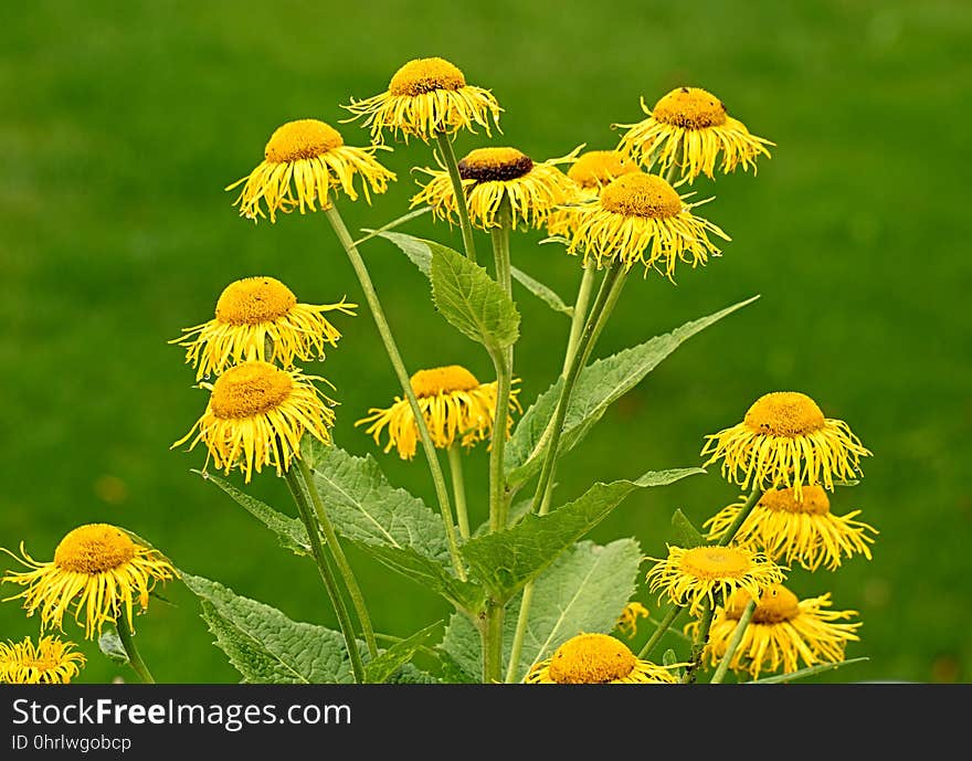 Flower, Plant, Dandelion, Coneflower