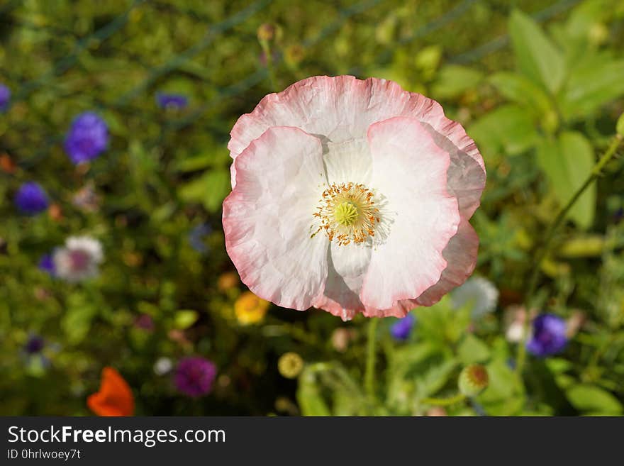 Flower, Wildflower, Flora, Petal