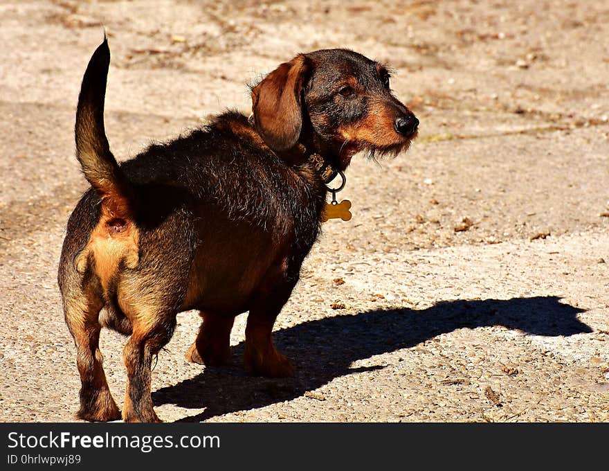 Dog, Dog Like Mammal, Dog Breed, Dachshund