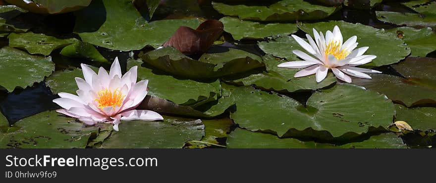 Flower, Flora, Water, Plant