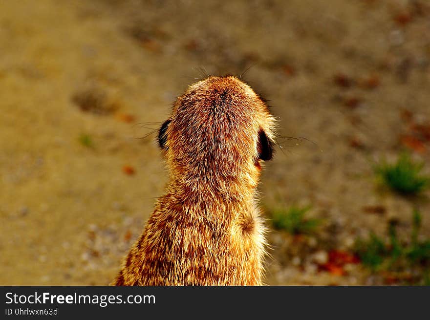 Mammal, Fauna, Wildlife, Snout