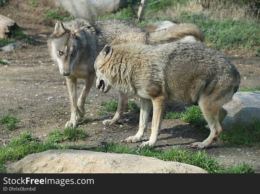 Mammal, Dog Like Mammal, Fauna, Wolf