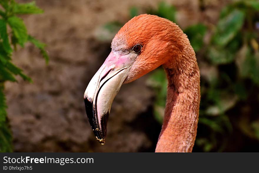 Beak, Bird, Fauna, Close Up